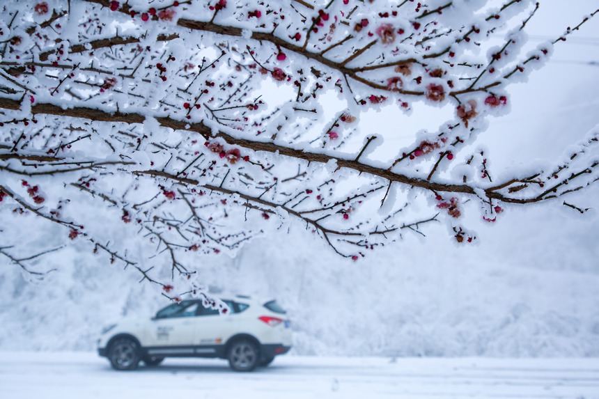六盤水梅花山旅游景區被雪包裹的梅花。趙樺攝