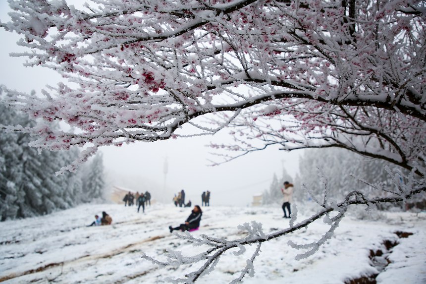 游客在六盤水梅花山景區游樂。趙樺攝