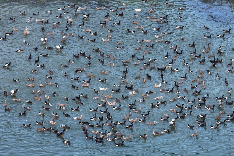 三穗縣長吉鎮燒巴村三穗縣翼宇鴨業有限公司的養殖基地，三穗鴨陸續出欄。楊劍攝