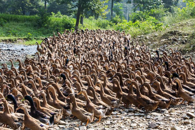 三穗鴨產業。田健攝