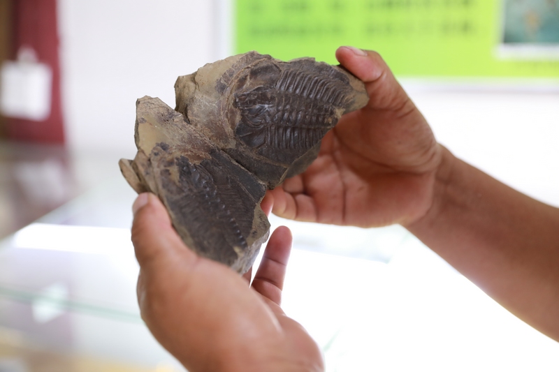 三葉蟲化石。