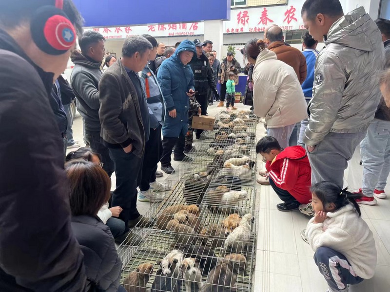 被遺棄的小狗牽動了無數網友的心。