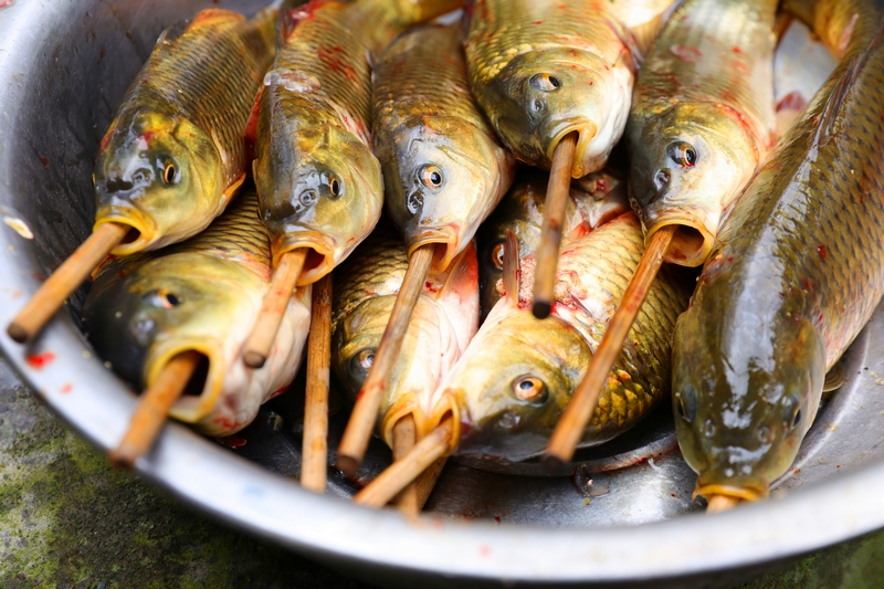 村民用筷子給魚定型。