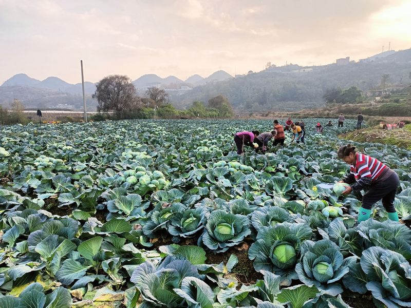 暗流河村蔬菜產銷合作社的種植基地。