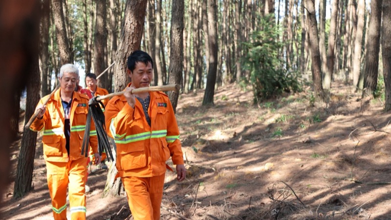 陽明洞街道辦森林防火應急隊半專業隊伍穿梭在林中巡查。李云攝
