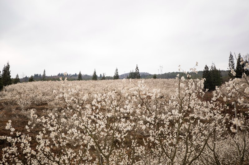 又是櫻桃花開時。初春時節，赫章縣六曲河鎮10000多畝櫻桃花競相綻放，正是賞花好時節。李學友 攝