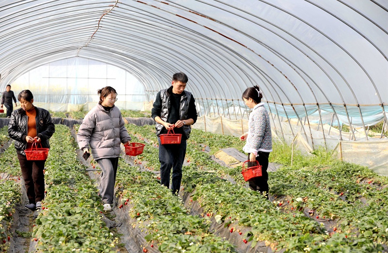 前來賞花“打卡”的不少游客逛累了，轉身走進草莓棚，采摘新鮮的草莓，在春意盎然的時光里，尋一絲溫暖與甜蜜。 陳賢琴 攝