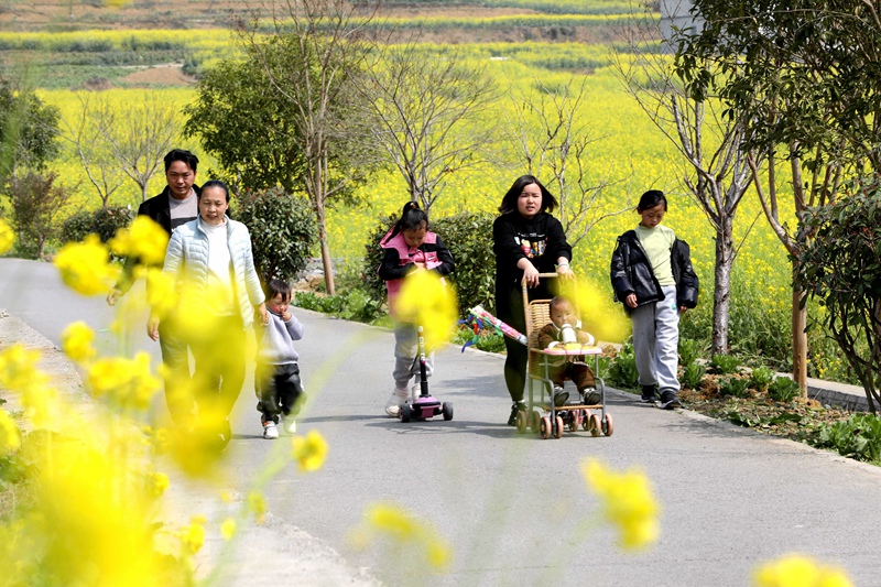 旺草鎮萬畝油菜花海，春風拂動，鄉間翻起層層金色“花浪”，吸引了不少游客前往賞花踏青。  陳賢琴 攝