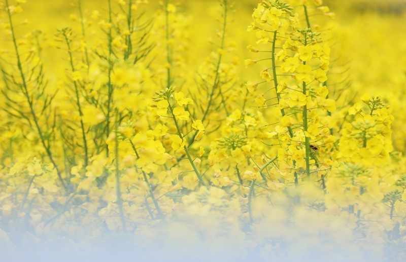 官倉鎮油菜花景。陳桂良 攝 (1)