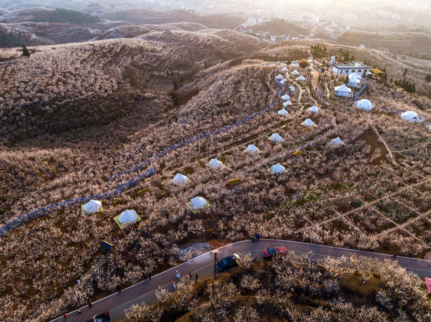 航拍陶營村萬畝櫻花。羅大富攝