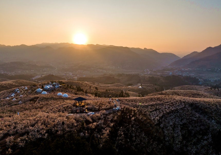 漫山遍野的櫻桃花。羅大富攝