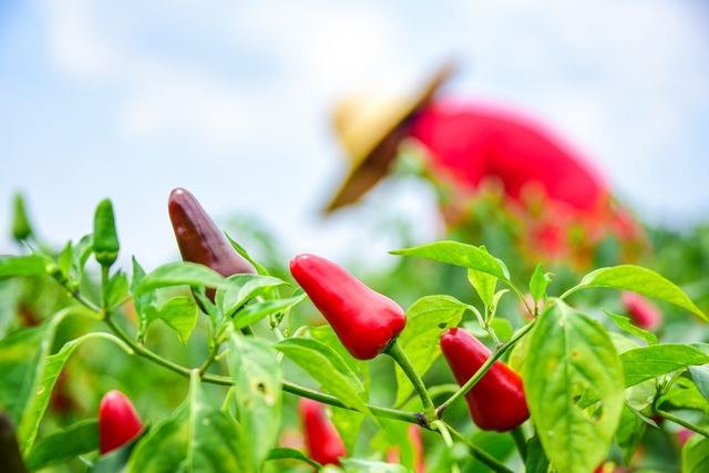 遵義市新蒲新區村民采收辣椒忙。馮悝攝