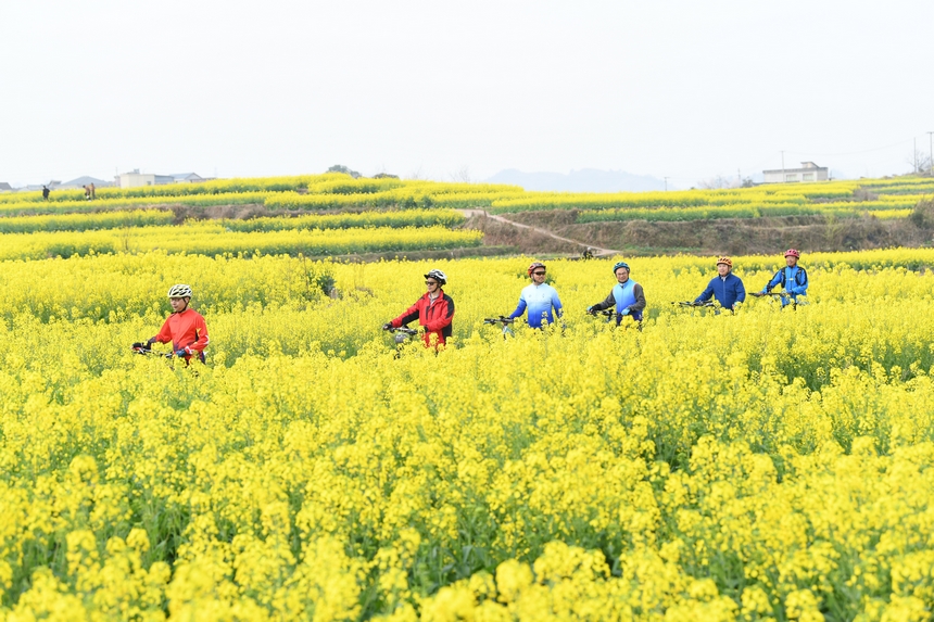騎行者貴州黃平油菜花海。
