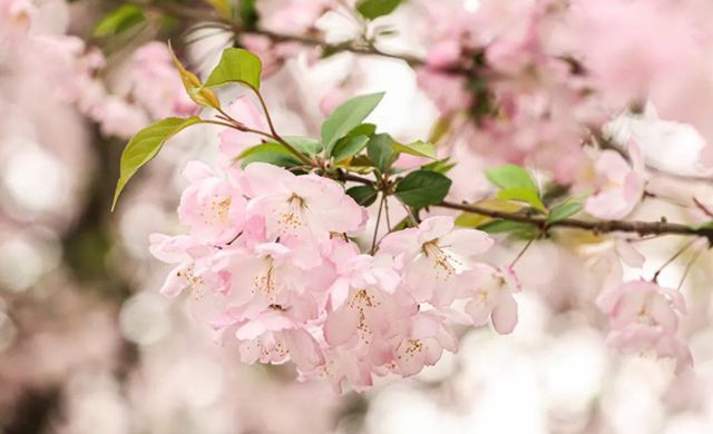 驚蟄到！云巖春花爛漫惹人醉