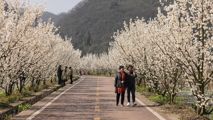 櫻桃花開春意濃。黃曉箐攝