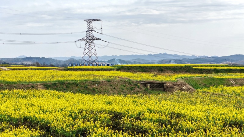 修文縣久長街道高標準農田（清江清水片區），映入眼簾的是一片片金黃的油菜花海 修文縣融媒體中心陳祺 攝.jpeg