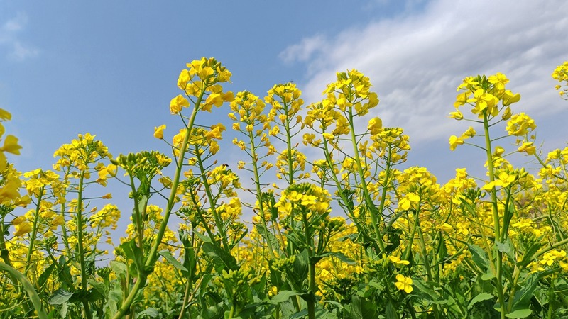 油菜花隨風搖曳，為春天的鄉村增添魅力與活力 修文縣融媒體中心陳祺 攝.jpeg