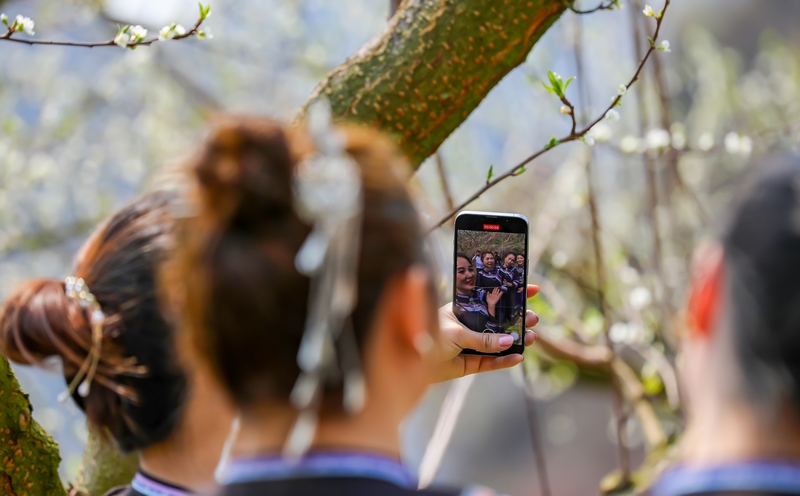 2024年3月12日，游客在貴州省黔南布依族苗族自治州羅甸縣羅悃鎮李子基地賞花、拍照。