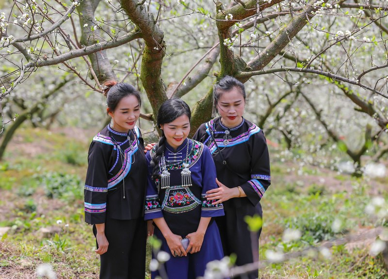 2024年3月12日，游客在貴州省黔南布依族苗族自治州羅甸縣羅悃鎮李子基地賞花、拍照。 