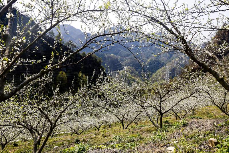 2024年3月12日拍攝的貴州省黔南布依族苗族自治州羅甸縣羅悃鎮的李花。 