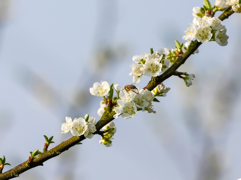 2024年3月12日拍攝的貴州省黔南布依族苗族自治州羅甸縣羅悃鎮的李花。