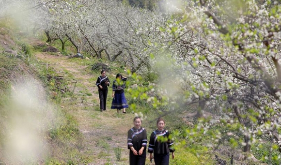 貴州羅甸：李花枝頭俏 游玩正當時