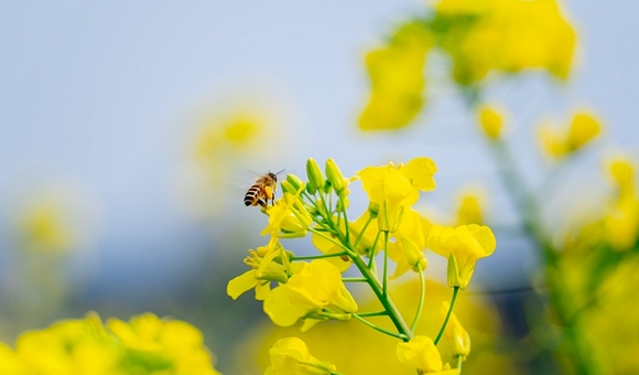貴州貴陽：金色花海迎春來