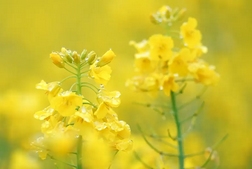 油菜花開醉游人