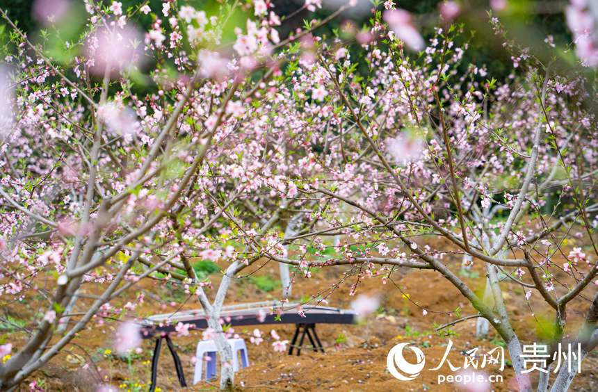 朵朵桃花次第開。人民網 陽茜攝