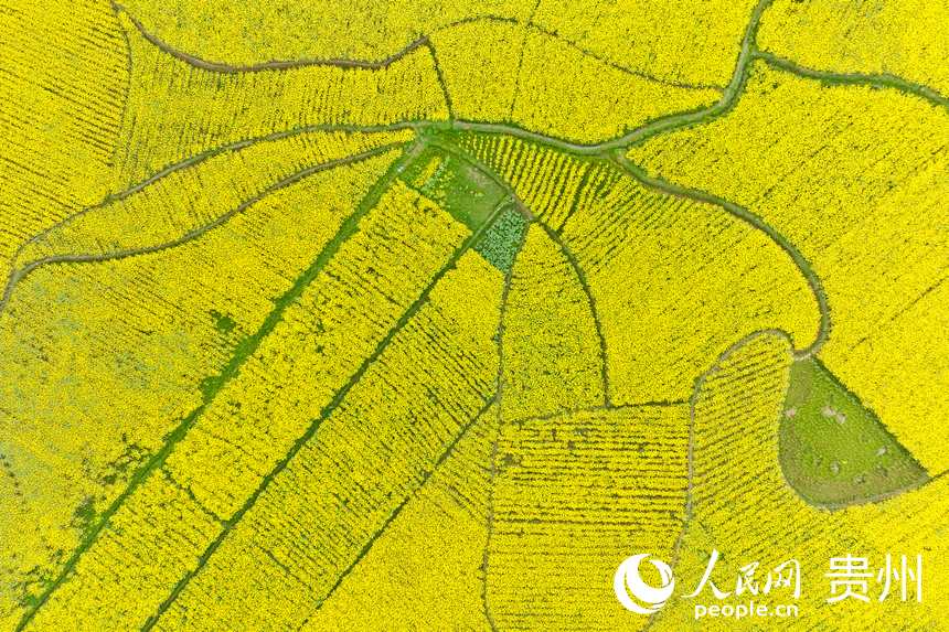 航拍貴州省金沙縣板橋社區的千畝油菜花。人民網記者 涂敏攝
