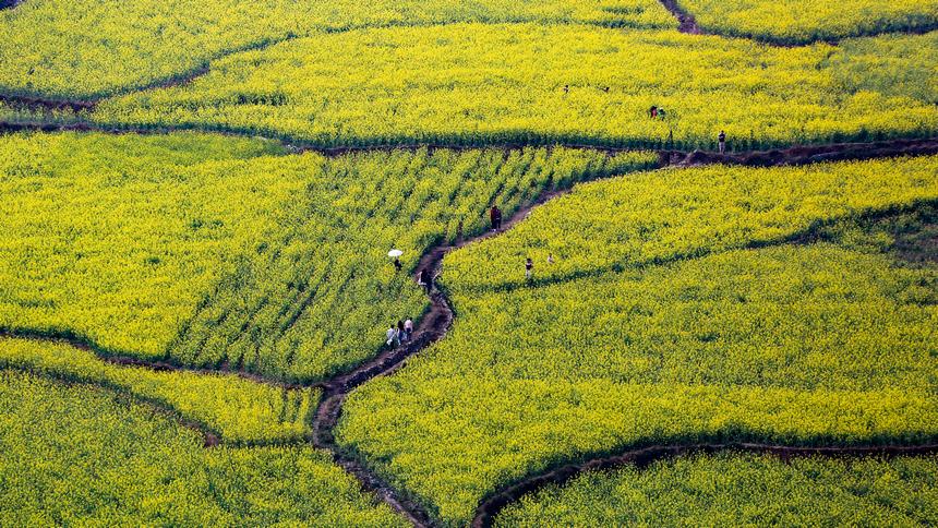 3月18日拍攝的水城區陡箐鎮梅子關村油菜花海。