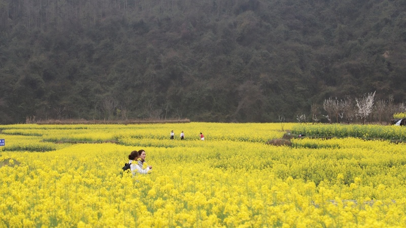 活動當天游客在田間拍照  文俊入 攝.jpg