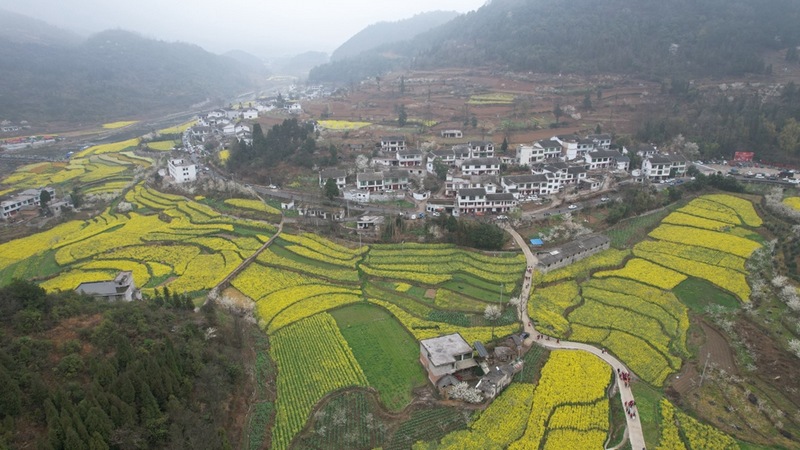 油菜花海航拍  查姜維 攝.jpg