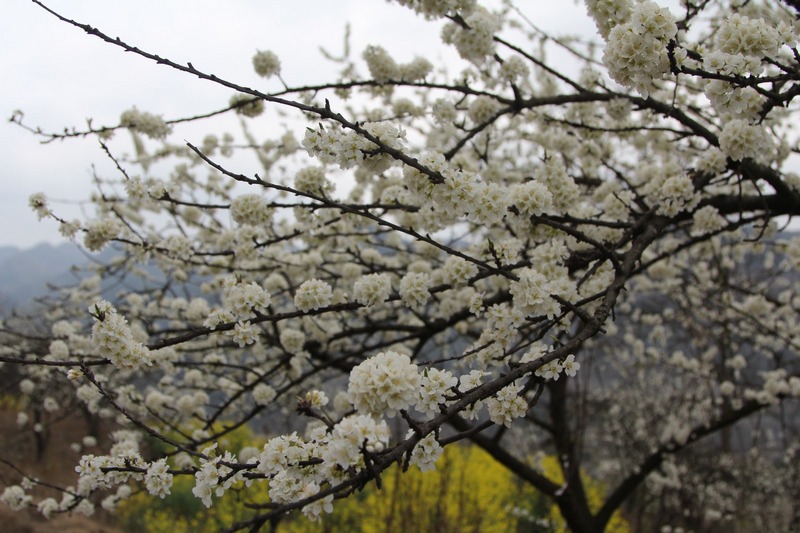 雪白的李花把小箐村郭田組裝扮得格外亮麗。姜繼恒攝
