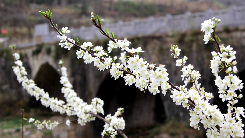 河岸邊，一大片山坡儼然成了花的海洋，素白的李花一簇簇綻滿枝頭。姜繼恒攝