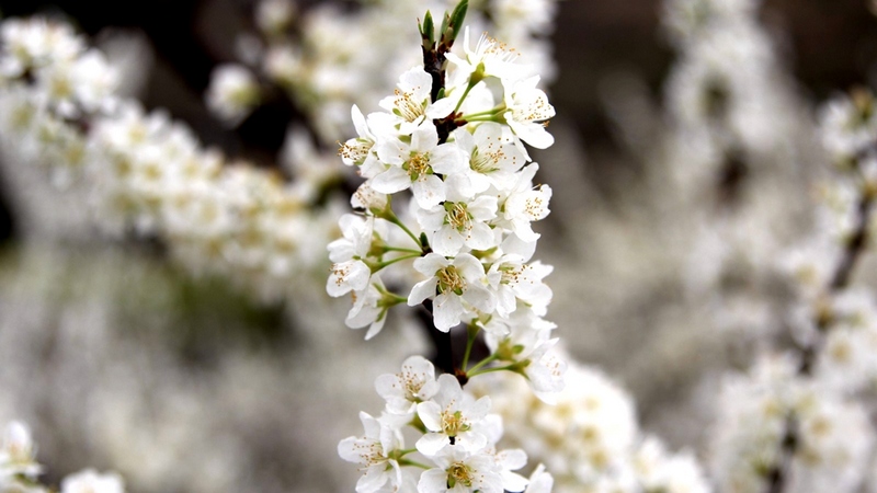 艷的李花一樹樹、一枝枝令人目不暇接。姜繼恒攝