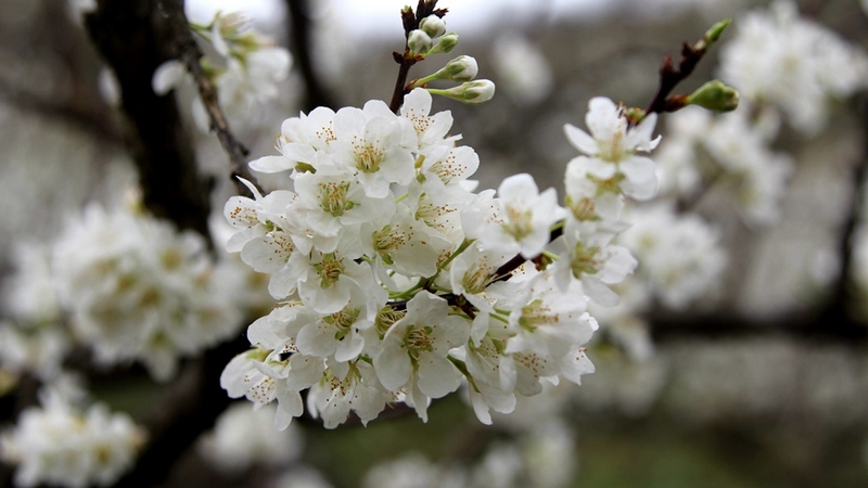 置身蜜李基地，惠風送爽，鳥語花香。查姜維攝