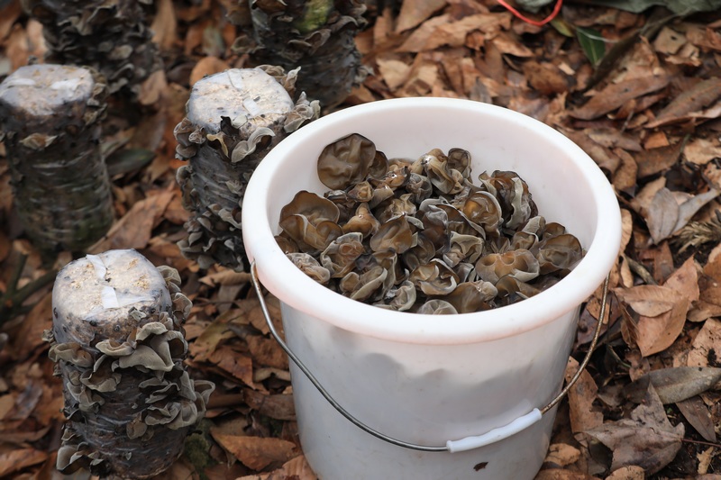 村民采摘的鮮木耳。晏學源攝