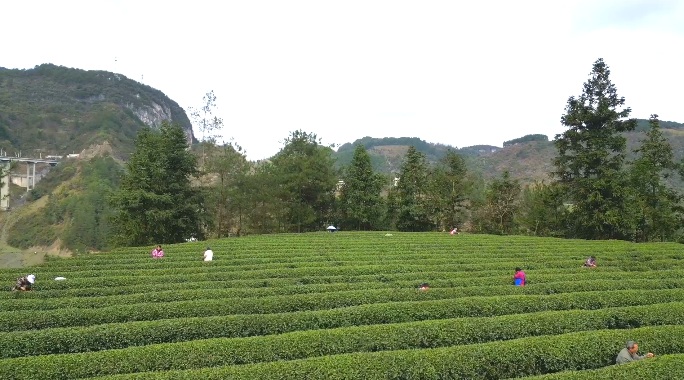 思南縣鸚鵡社區茶葉種植基地。
