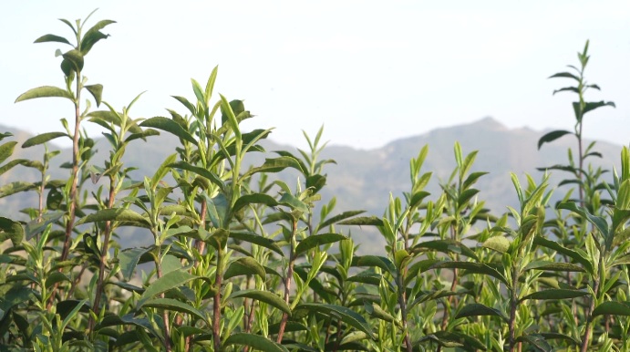 銅仁春茶。