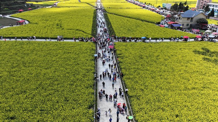 圖為游客們漫步油菜花田。