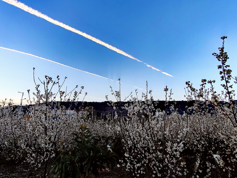 赫章縣野馬川鎮櫻桃園一角。王永勝攝