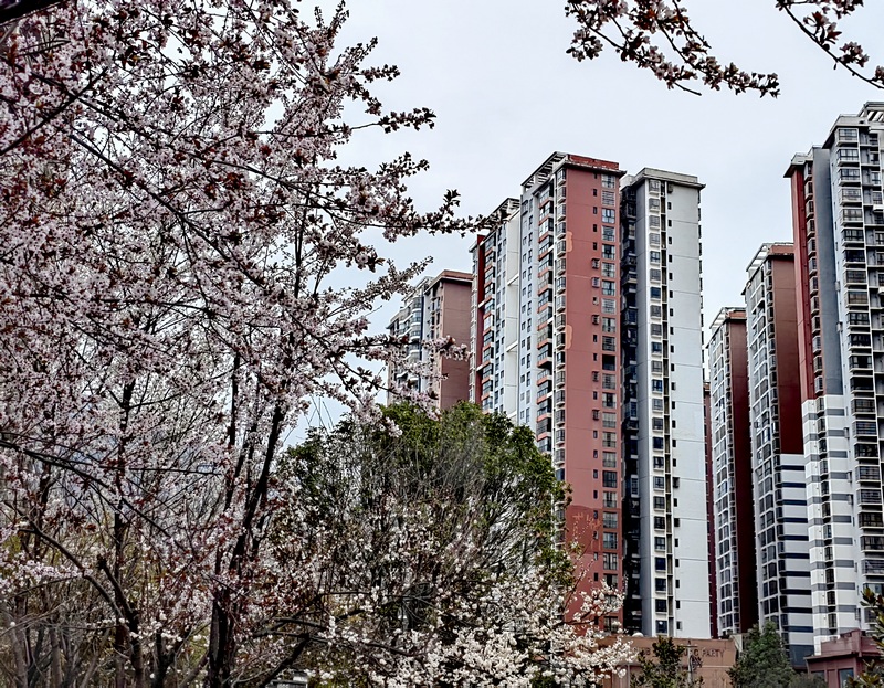 赫章縣西城景觀河道旁盛開的紫葉李花。王永勝攝