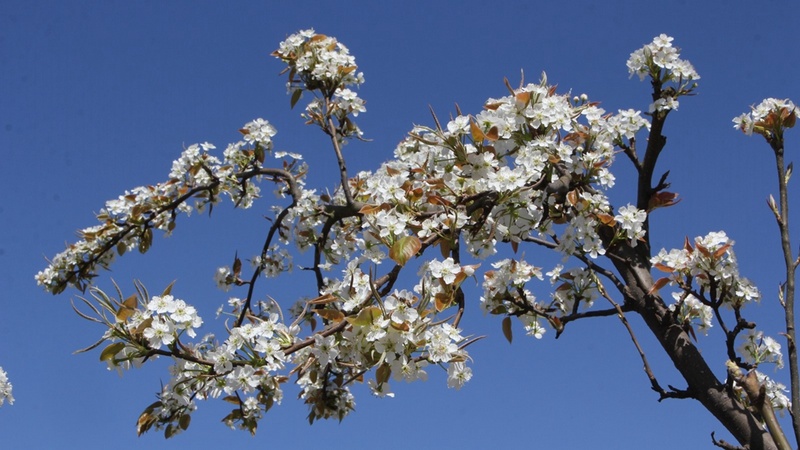 雪白的梨花點綴在枝頭上，一簇簇、一層層 修文縣融媒體中心姜繼恒 攝.jpg