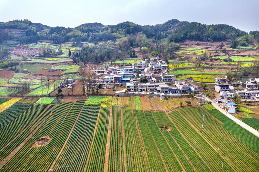 黔西市大關鎮七里村麥田（無人機照片）。