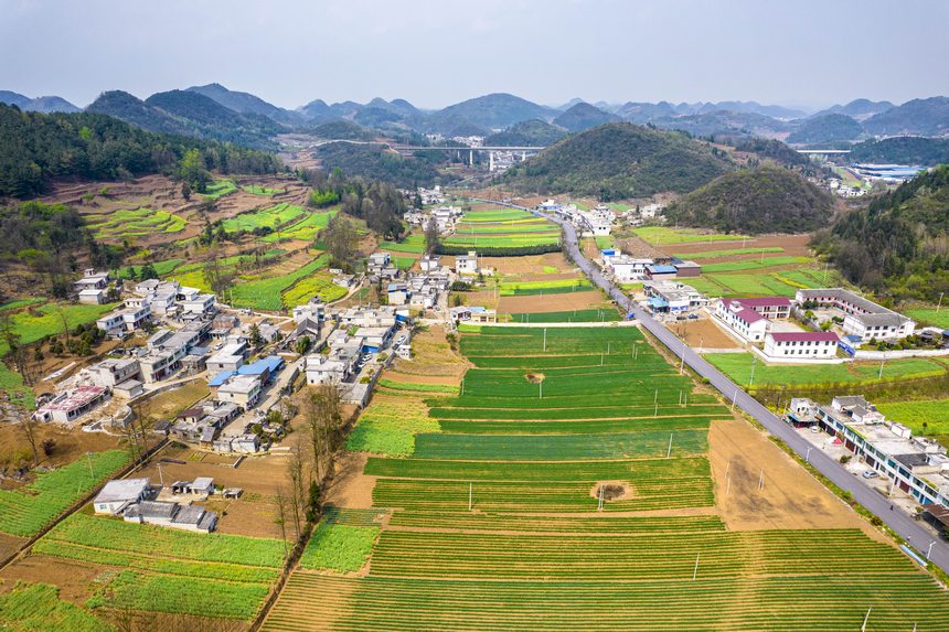 黔西市大關鎮七里村麥田（無人機照片）。