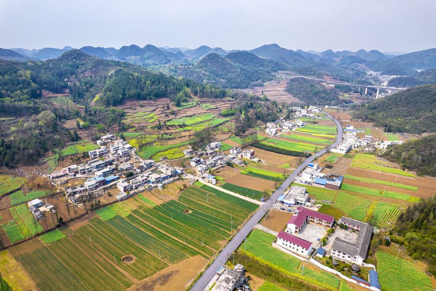 黔西市大關鎮七里村麥田（無人機照片）。