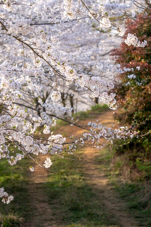 櫻花園內盛開的櫻花。彭興健攝