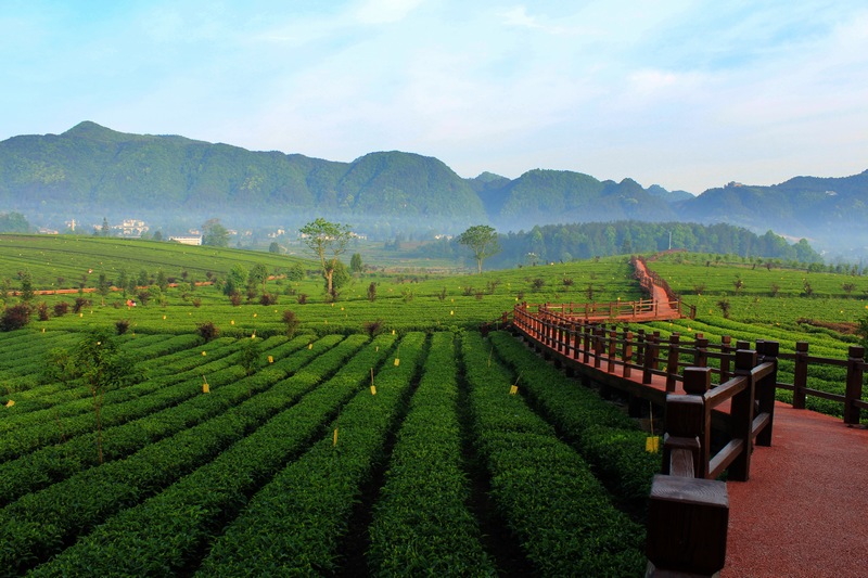 （圖7）遵義市鳳岡縣永安鎮田壩茶海之心茶園 .jpg