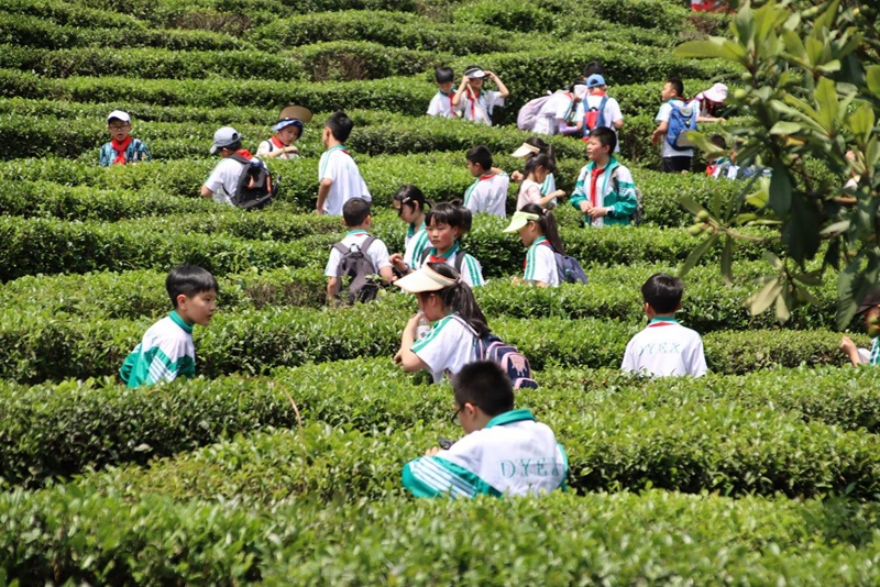 茶文化研學活動。黔南職院供圖